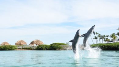 Photo of Dolphin Vacations Marathon Florida