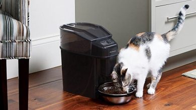 Photo of Best Automatic Cat Feeder