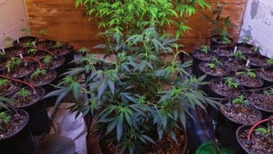 Photo of Indoor Weed Growing Guide